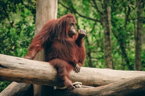 Monkey